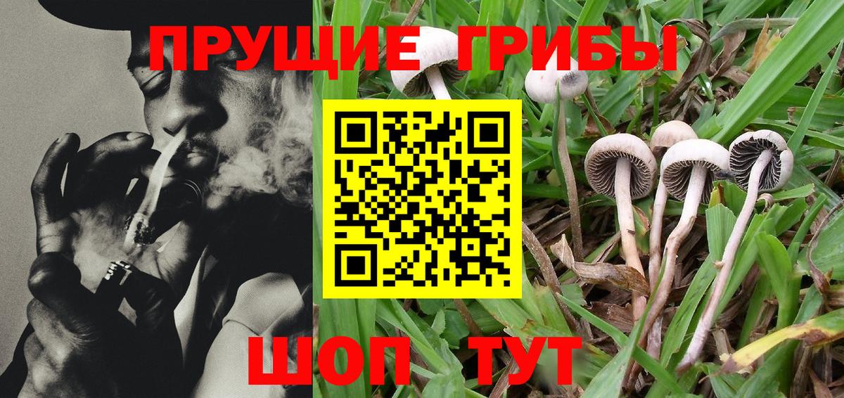 Псилоцибиновые грибы GOLDEN TEACHER  Галлюциногенные грибы GOLDEN TEACHER  Вход с VPN  Бахчисарай 